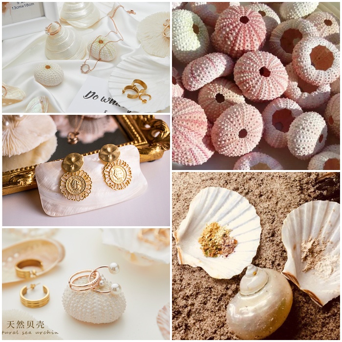 (Siêu Cute) San hô, Nhím Biển, Sò Điệp, Ốc Xà Cừ bóng đẹp
