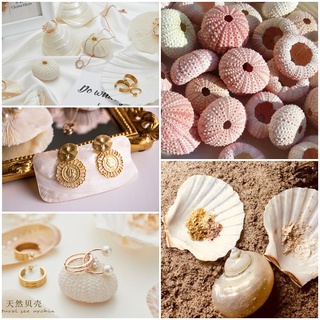 San hô, Nhím Biển, Sò Điệp, Ốc Xà Cừ bóng đẹp