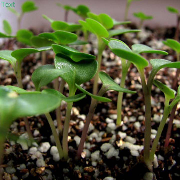 Đá Vơ mi Vermiculite  Namix trồng rau mầm và cây cảnh 5dm3