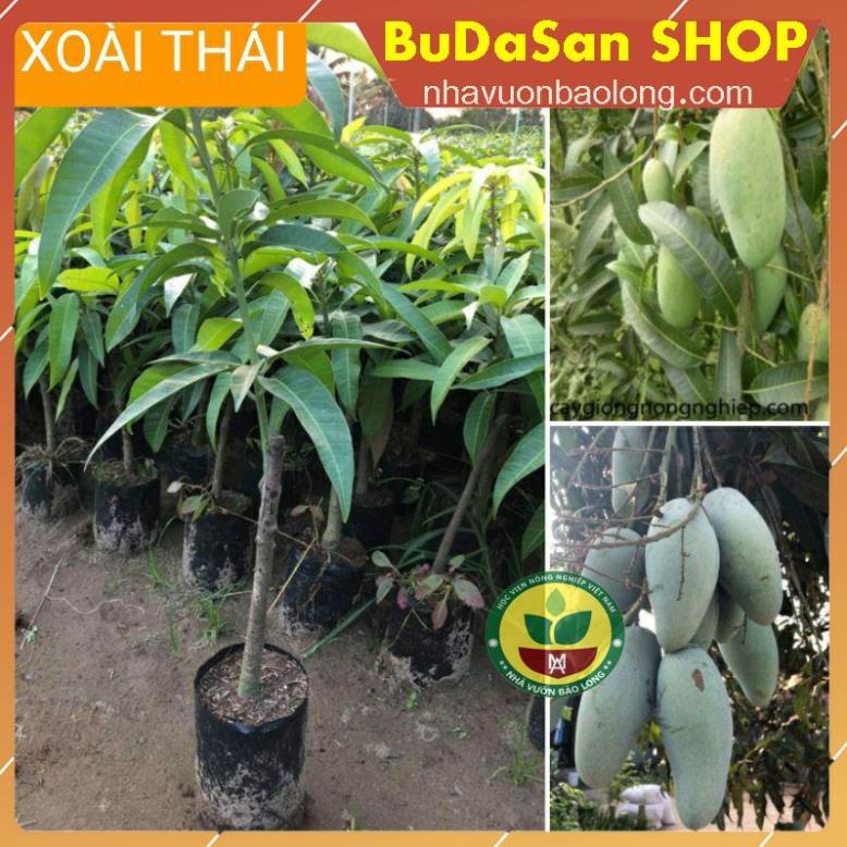 GIỐNG CÂY XOÀI THÁI GHÉP - Ông Trùm Cây Giống F1