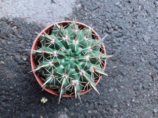Xương Rồng Khế