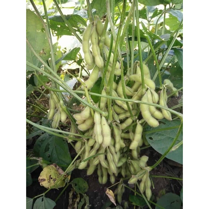 5 LẠNG HẠT GIỐNG ĐẬU NÀNH