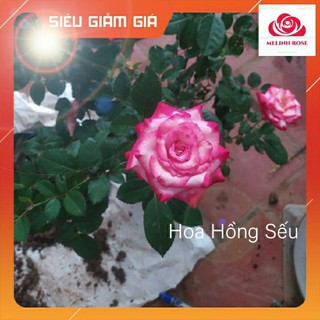 Hoa Hồng Sếu-[Đẹp Lung Linh]Vẻ Đẹp Tuyệt Diệu,Cây hoa hồng sếu