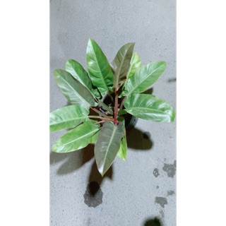 Trầu bà đế vương đỏ