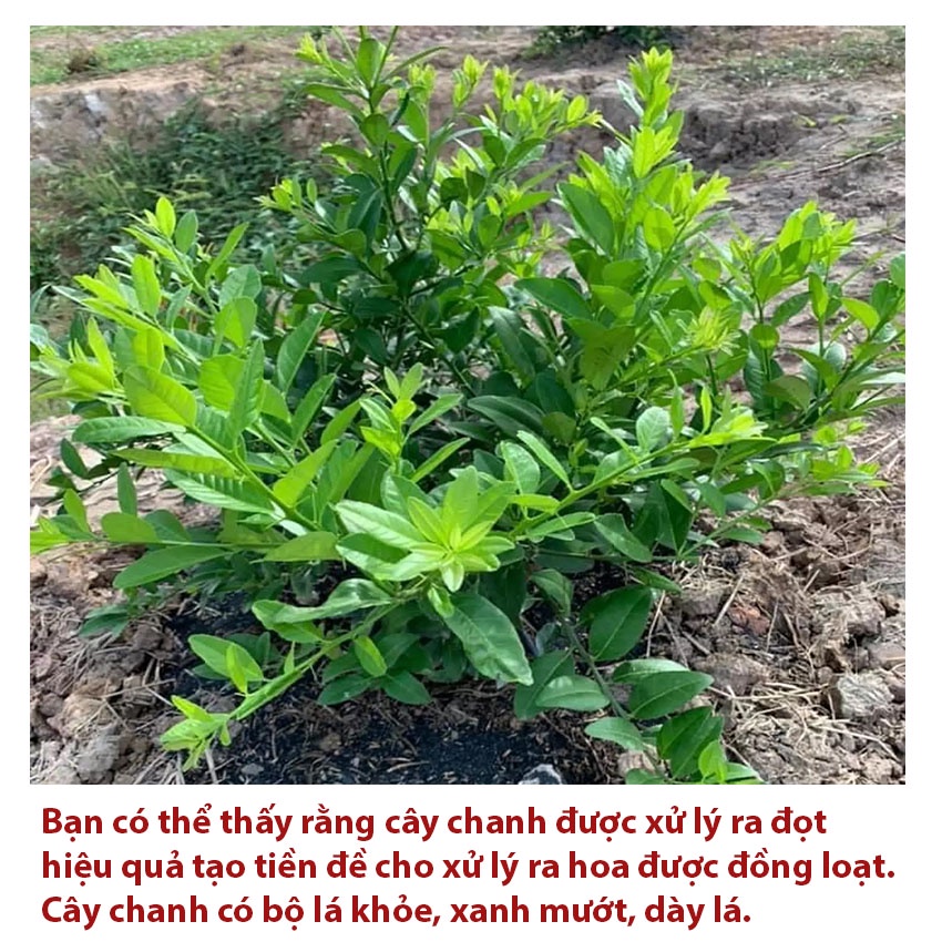 Phân Bón Vua Đâm Chồi Giúp Ra Đọt Đều, Đâm Lá, Phân Bón Hoa Lan, Mai Vàng, Cây Cảnh, Cây Ăn Quả Gói 100gr