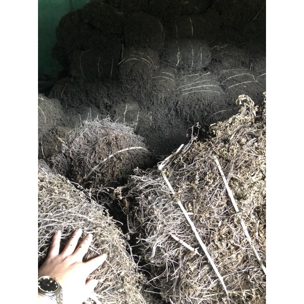 cây sương sáo khô (5kg) nguyên liệu làm thạch topping trà sữa, đồ uống