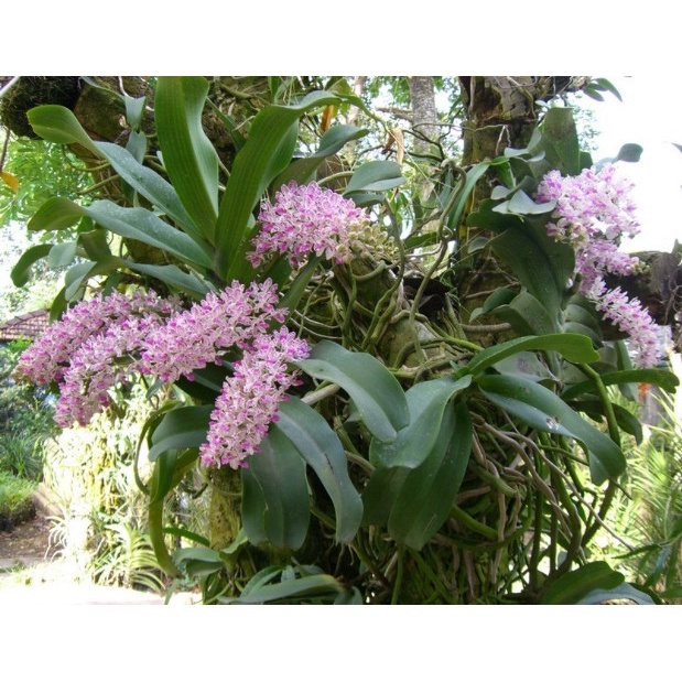 Đai châu, ngọc điểm, nghinh xuân buôn đôn