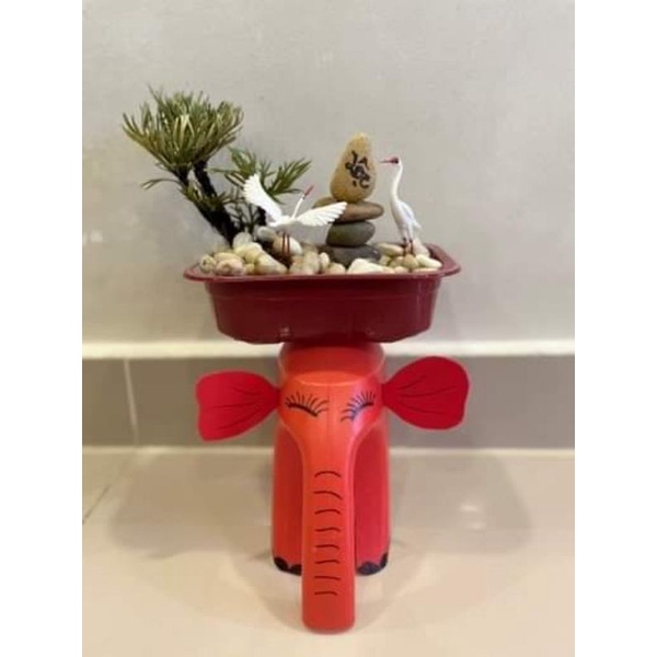 1cây bonsai trường sinh thảo