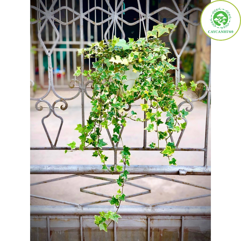 Cây thường xuân chậu treo (Ảnh thật)