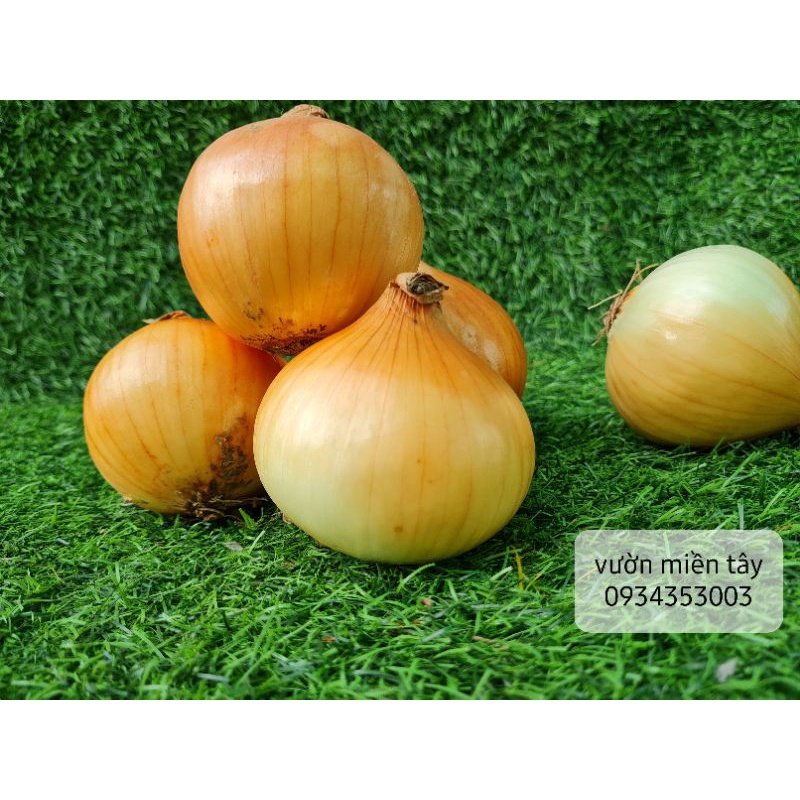 Củ Hành Trắng - Hành Tây (1kg)