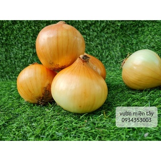 Củ Hành Trắng - Hành Tây (1kg)