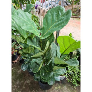Cây bàng Singapore (loại 2 .3ngọn cao 80cm) tặng kèm phân bón