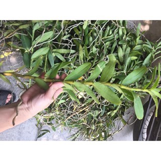 COMBO 5 CÂY GIỐNG LAN PHƯỢNG VĨ