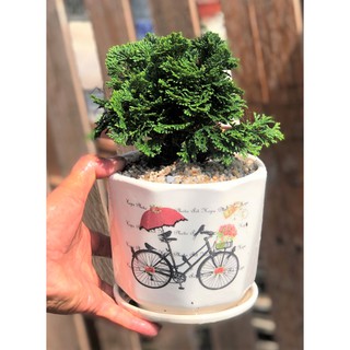 Chậu sứ cây trắc xoắn