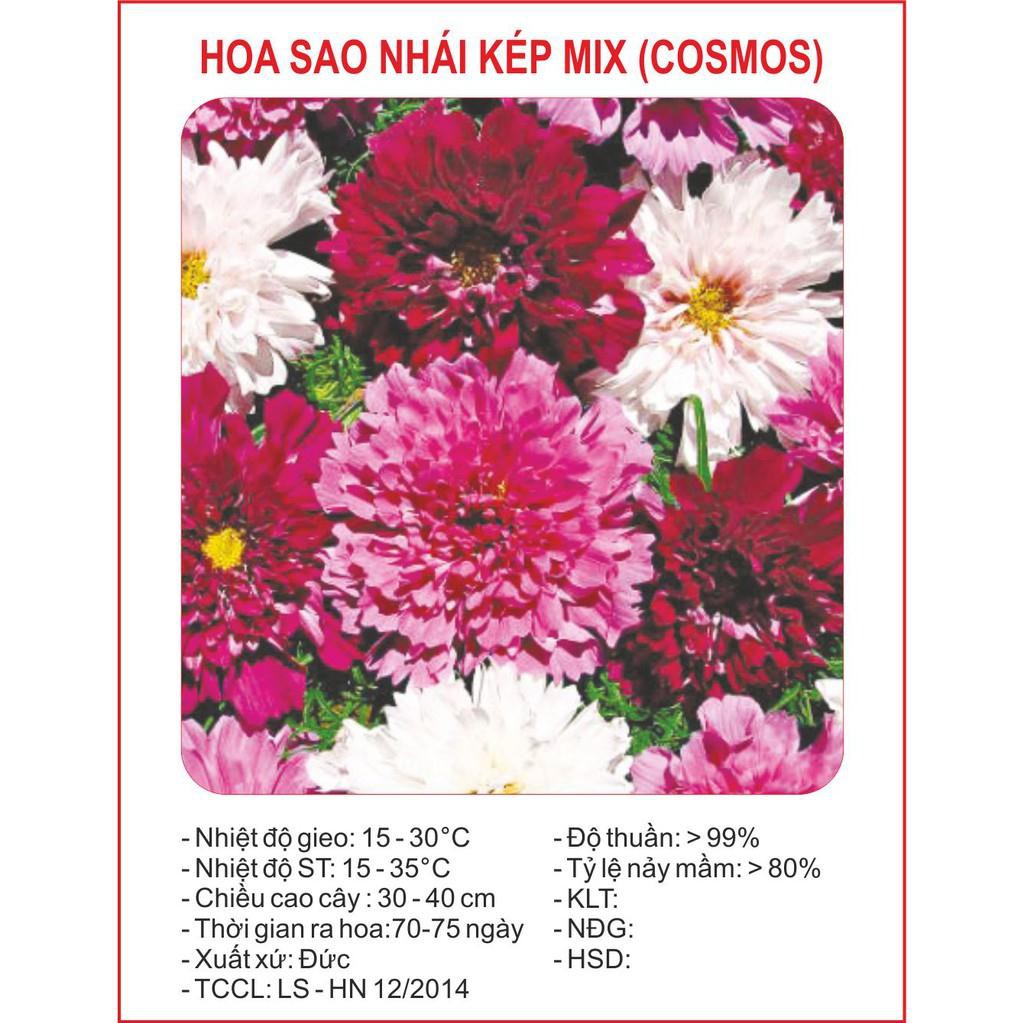 Hạt giống hoa cúc sao nhái kép - 50 hạt