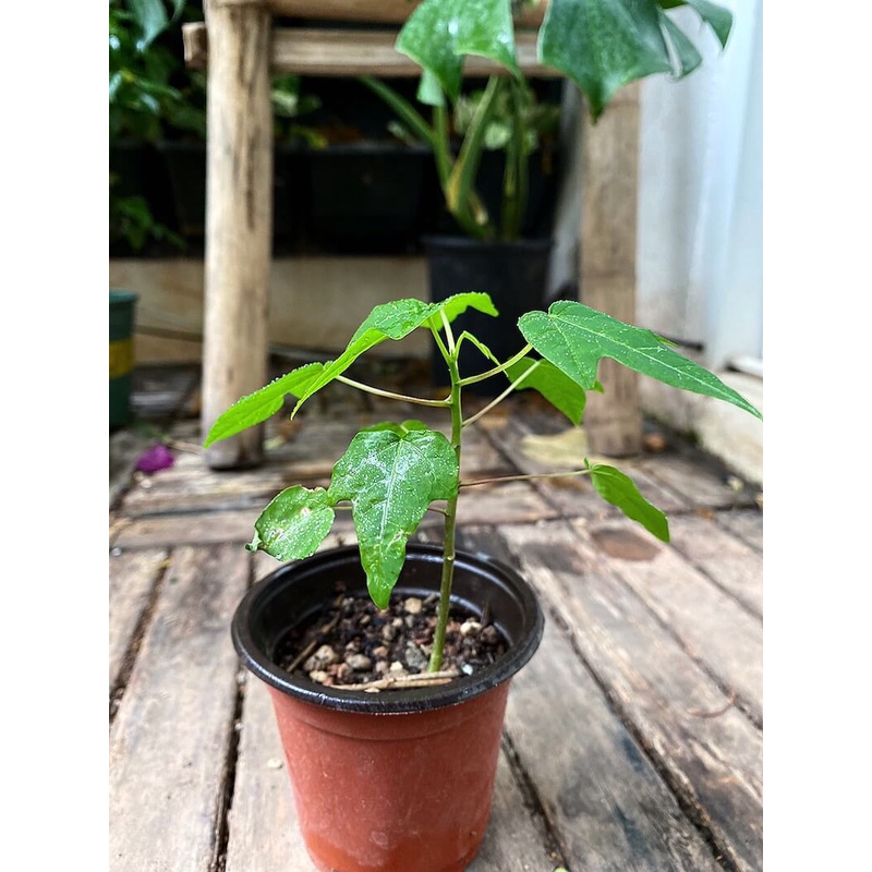 Cây giống Carica papaya Phuket Dwarf (Đu Đủ Lùn Phuket Siêu Quả) chậu nhựa