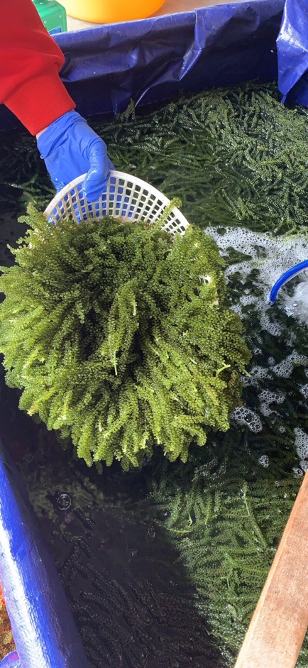 Sỉ Rong nho tách nước Nha Trang Loại 1 khi mua 10 gói 100g | BigBuy360 - bigbuy360.vn