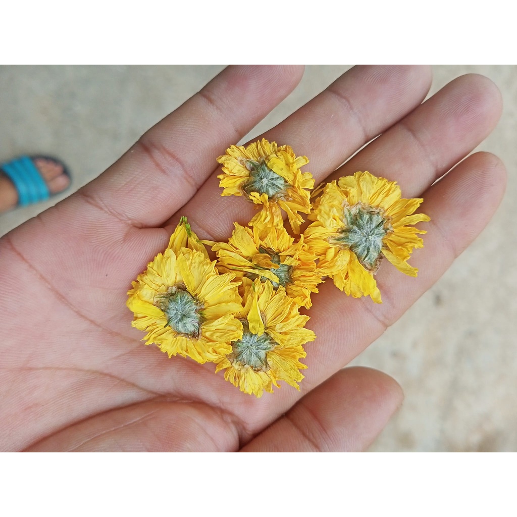 [Hàng Siêu VIP] Trà Cúc Hoa Vàng Sạch 100g (ảnh thật)