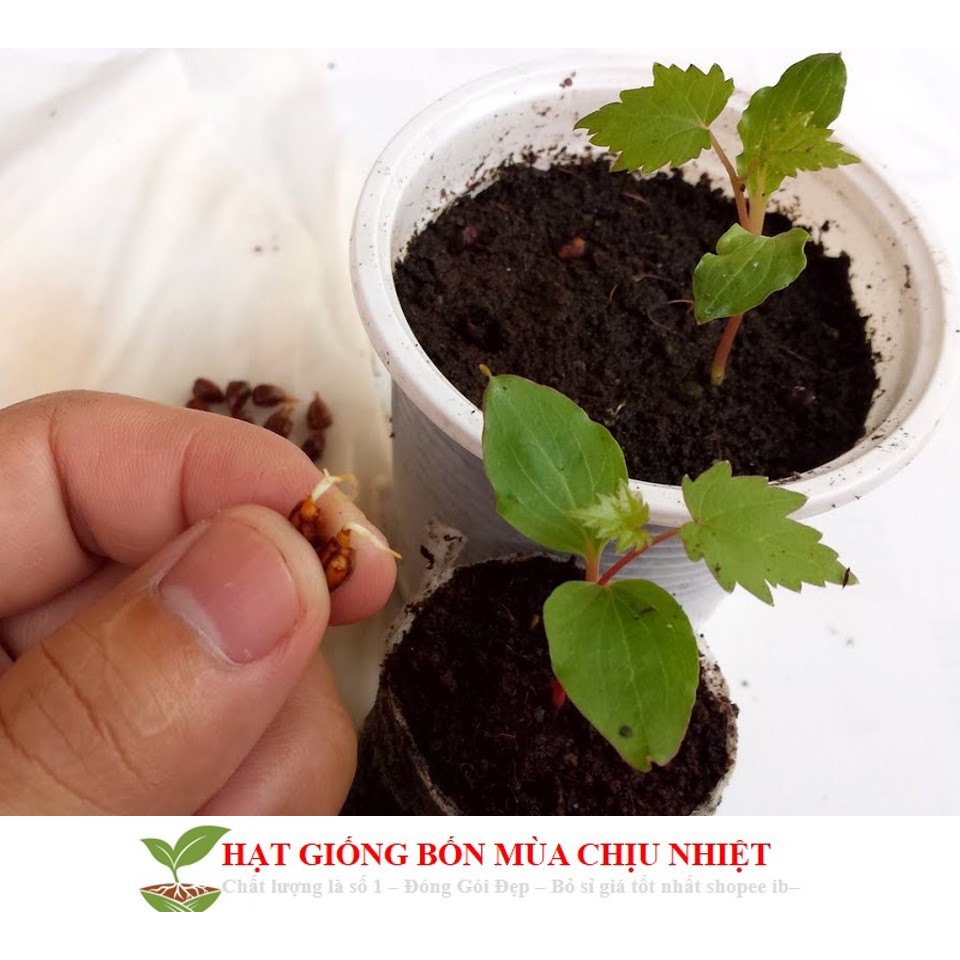 Hạt giống nho Muscat xanh 10 hạt