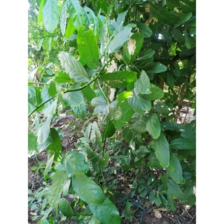Cây bùng chè 200g tươi