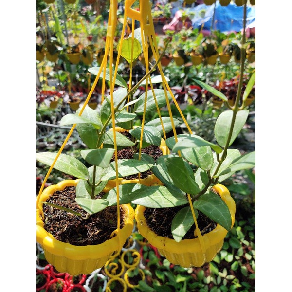 Cẩm cù Hoya Eliptica