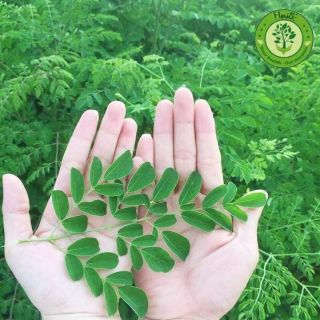 [Masa] Đa công dụng-Bột chùm ngây sấy lạnh Moris 100grs