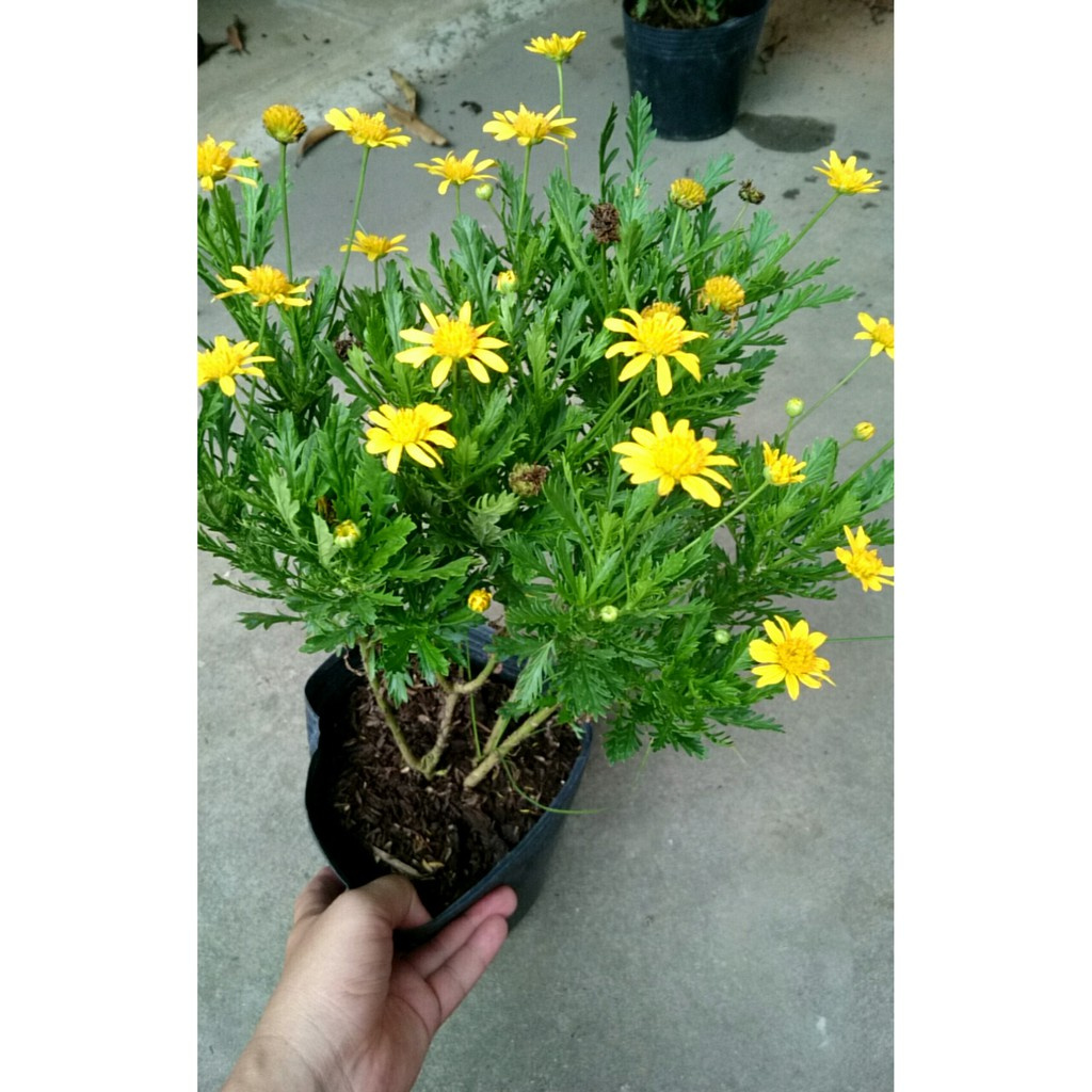 Caykiengsadec - Cúc thân gỗ  đang cho hoa và nụ giao chậu quy cách như hình