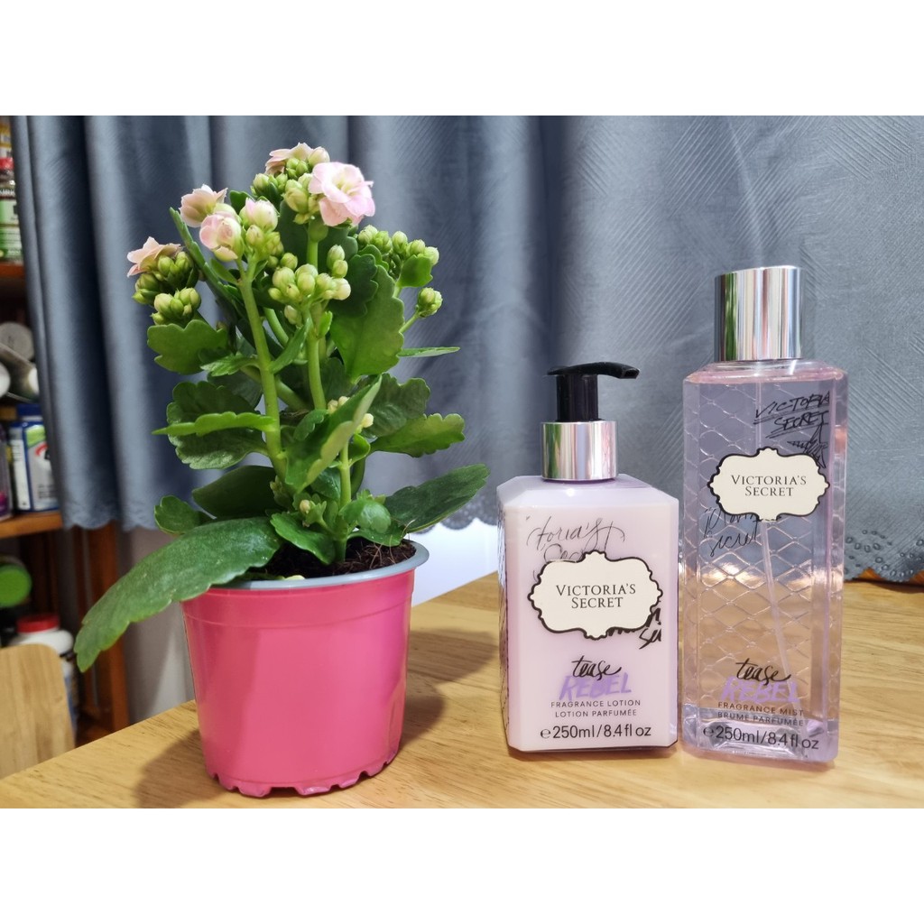 SỮA DƯỠNG THỂ VÀ XỊT TOÀN THÂN NƯỚC HOA VICTORIA'S SECRET. | BigBuy360 - bigbuy360.vn