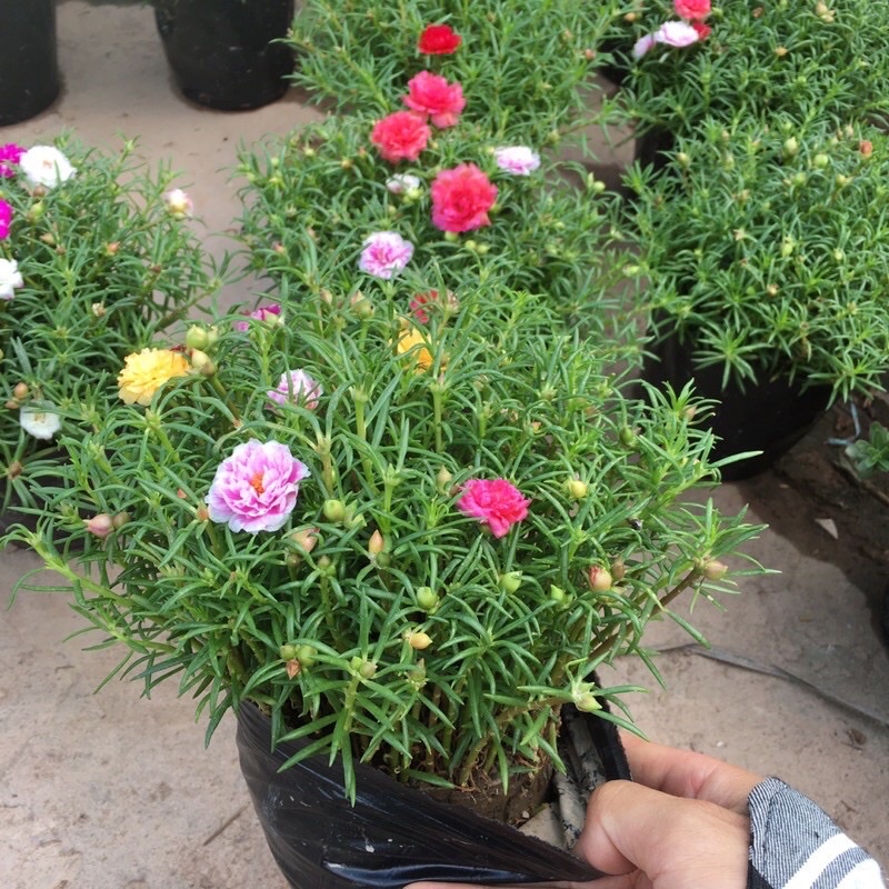 Chậu hoa 10 giờ đủ màu