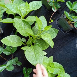 Gói 80 hạt mồng tơi lá to trồng thùng/chậu