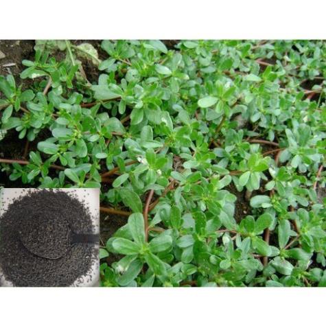 Hạt Giống Rau Sam Dinh Dưỡng Cao (2 Gr) - MUA 3 TẶNG 1 CÙNG LOẠI