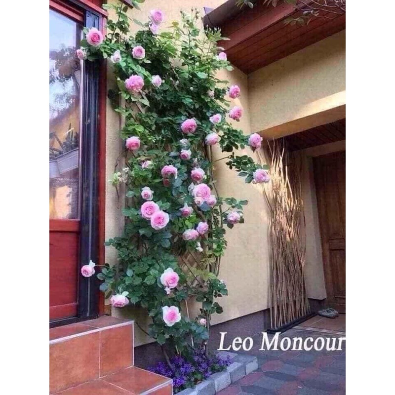 COMBO 5 CÂY HỒNG LEO ĐỦ MÀU ĐÃ KÍCH RỄ KÍCH MẦM SẴN