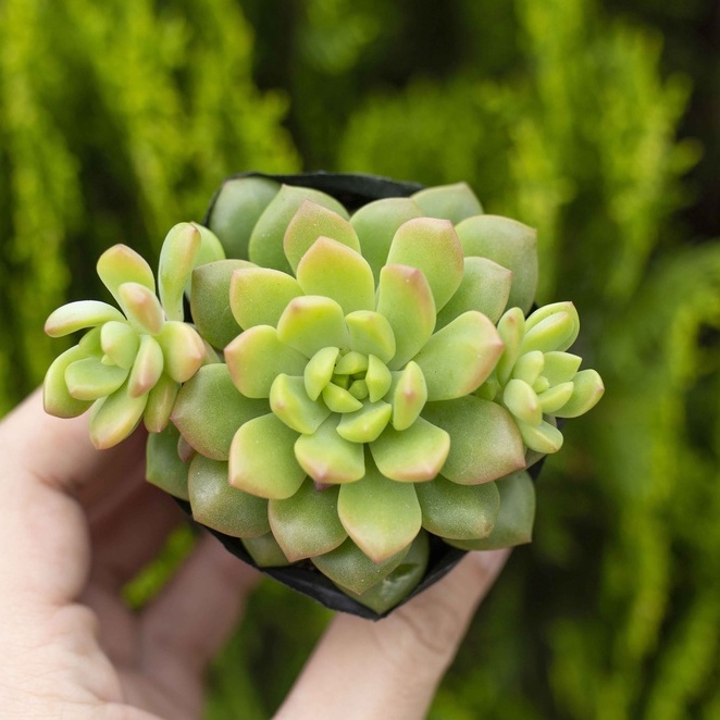 Sen đá mặt trời 5-7cm - Vườn sen đá