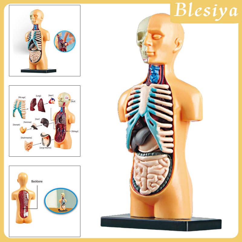 [Blesiya] Mô Hình Cơ Thể Người Dùng Trong Phòng Thí Nghiệm