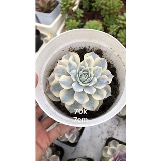 Sen đá Hồng Phấn var