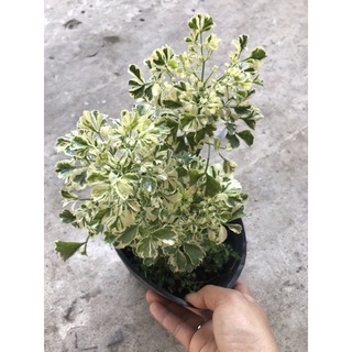 caykiengsadec Đinh lăng cảm thạch + Tặng Phân Bón