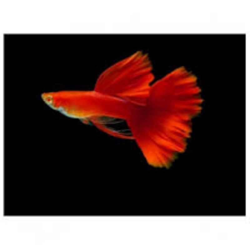 Cá 7 Màu Full Red Bds Ribon (79k/cặp)