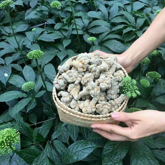 Combo Khách Đặt Măng Rối, Măng MầmMầm
