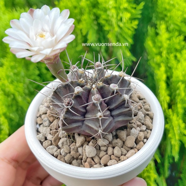 Xương rồng gymno 3-5cm - Vườn sen đá
