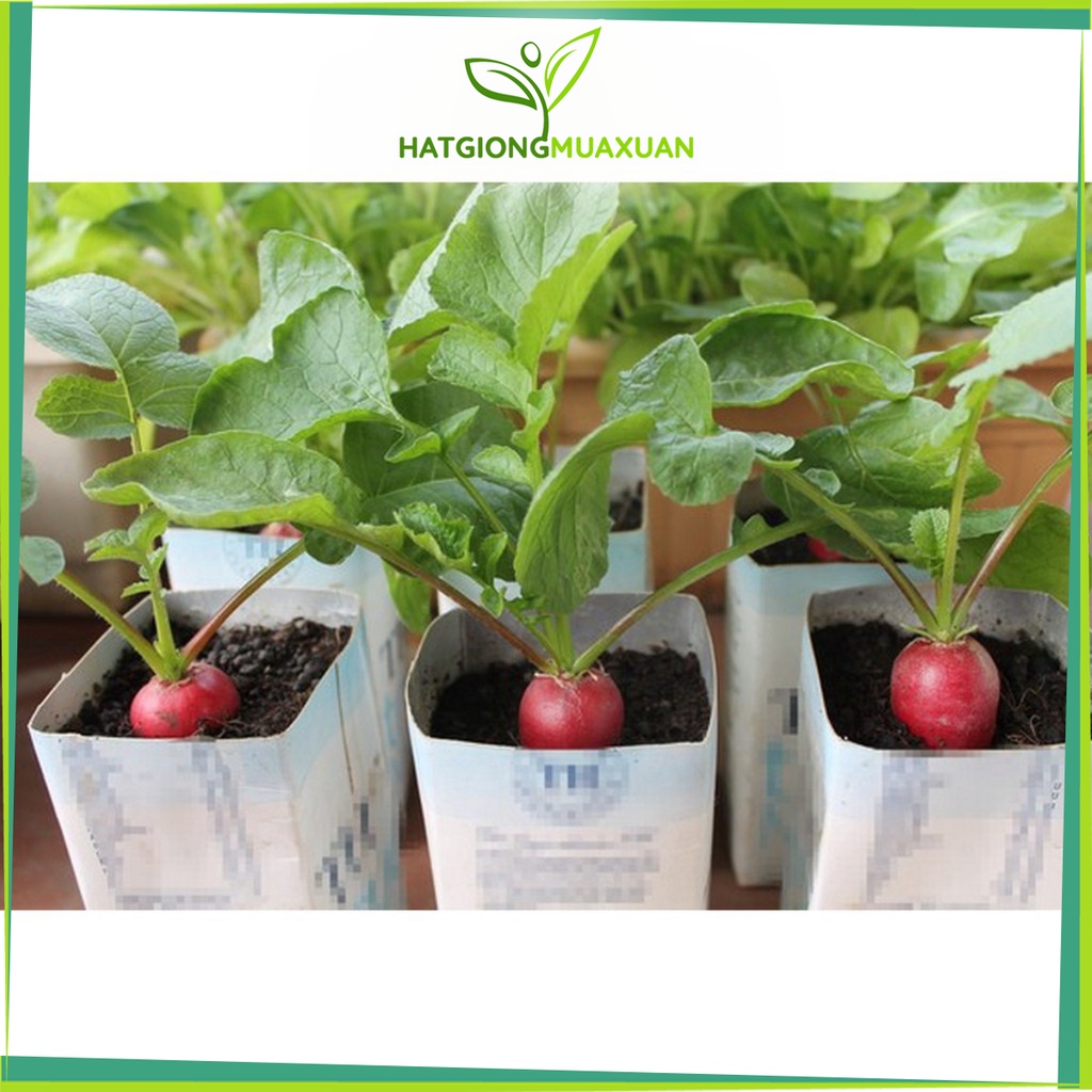 Bán buôn Hạt Giống Củ Cải mini dễ trồng dễ chăm sóc nhanh thu hoạc ( gói 5 gram) bao đẹp