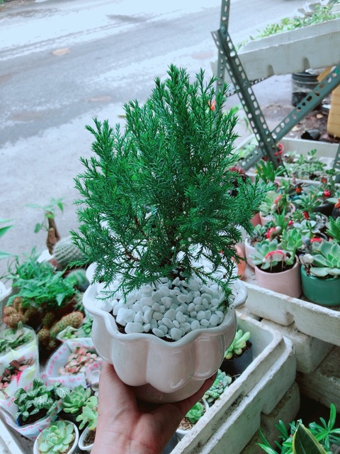 Chậu Tùng Bồng Lai
