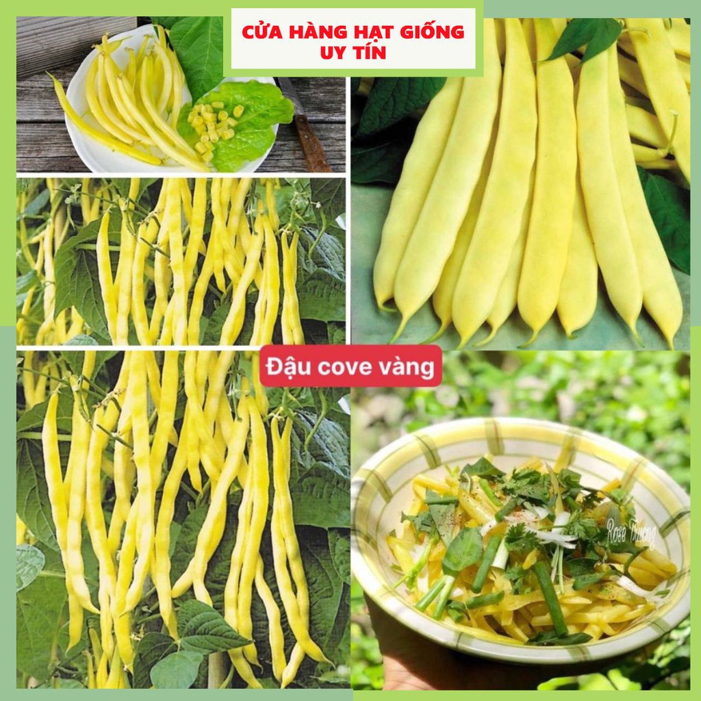 Hạt Giống Đậu Cove Vàng F1 Loại Siêu Dễ Trồng kháng sâu bệnh năng xuất cao [Gói 200gram, 500gram, 1kg]