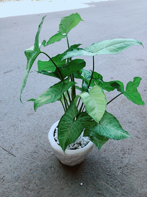 Chậu Trầu Bà Trắng