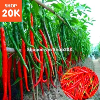 Đặc biệt Hạt giống Ớt chỉ đậu đũa (Ớt sung dài) chất lượng