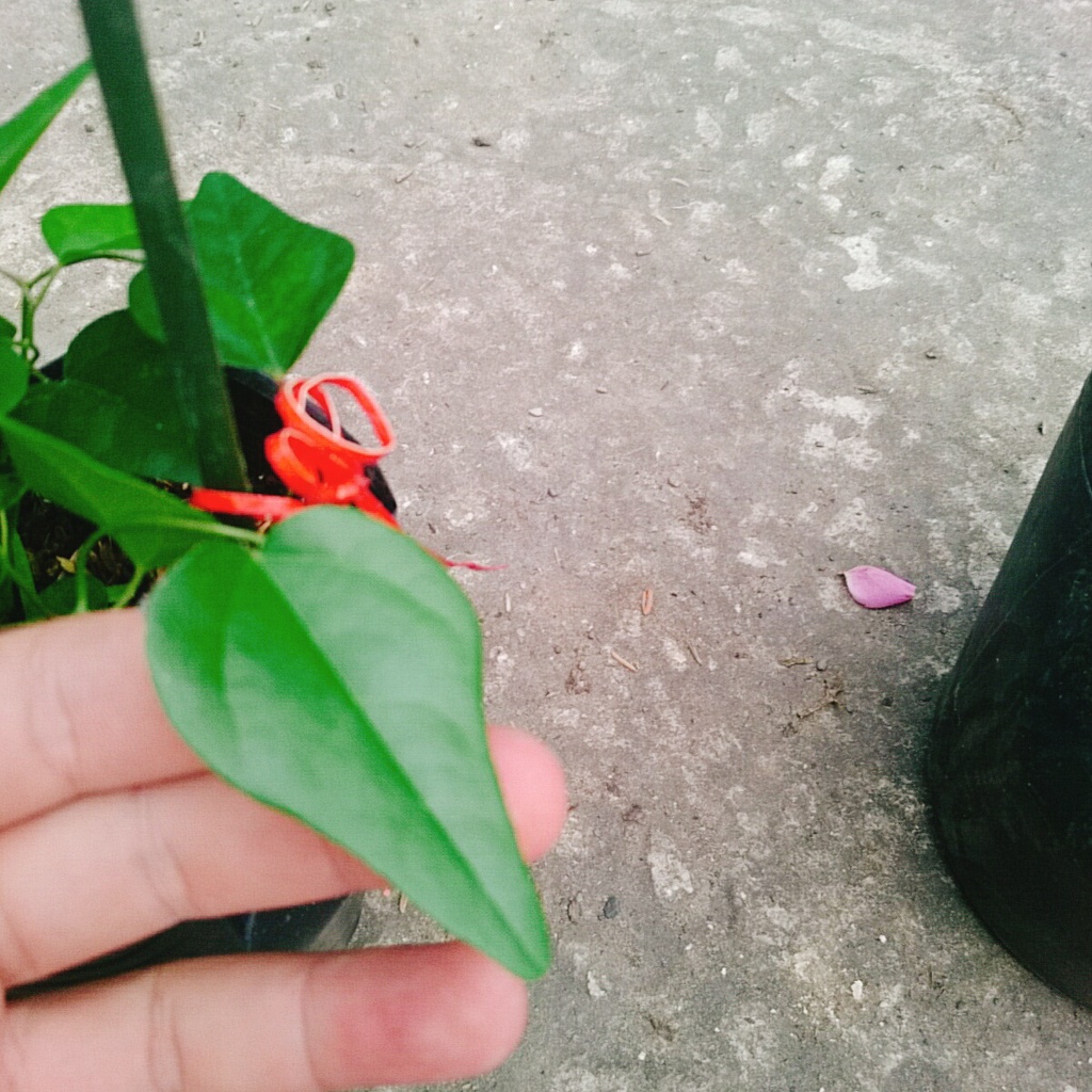 Cây sương sâm trơn