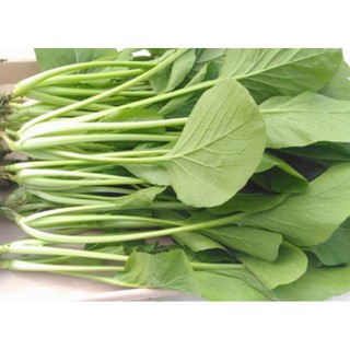 Hạt Giống Cải Ngọt Cao Sản