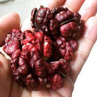 500g Nhân óc  chó đỏ mỹ