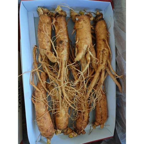 SÂM TRỌC, SÂM GÃY RỄ NGÂM MẬT ONG 4-10 củ/1kg
