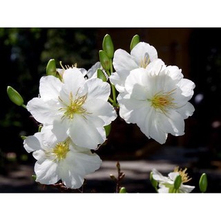 2 cây giống mai trắng