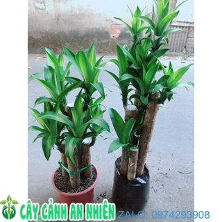 Cây Thiết Mộc Bụi 5 Thân